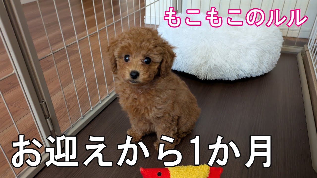 【お迎え1か月】小さなトイプードルを迎えて1か月経ちました【もこもこのルル】
