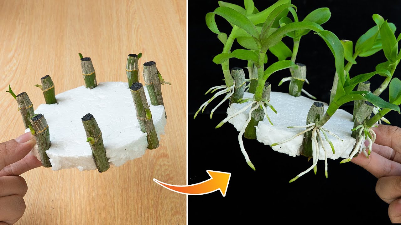 Revealing how to propagate orchids with water is easy, anyone can do it