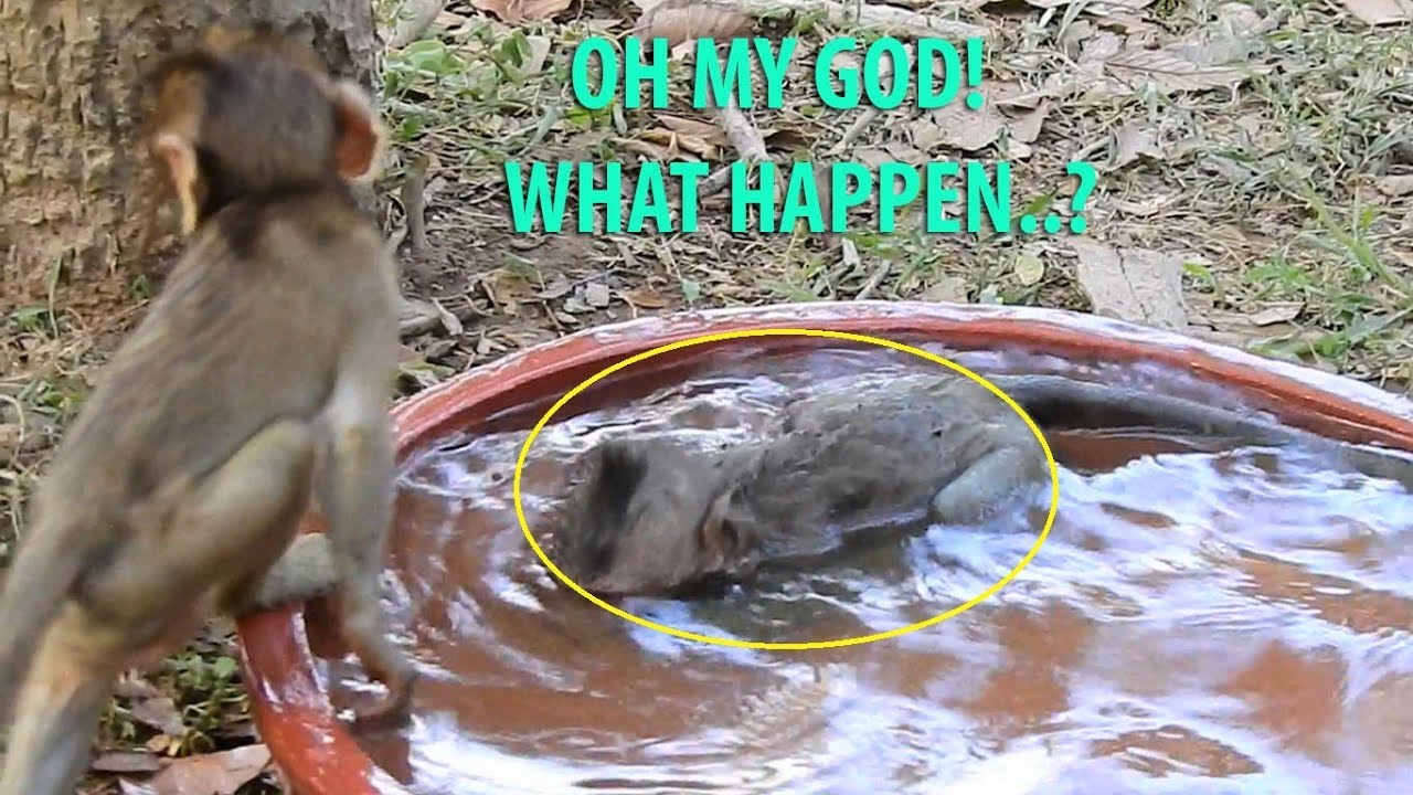 What Happen Baby Bavin In Water?|Funny Amber Monkey Baby Troop Train Fighting