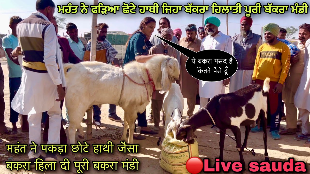 महंत ने पकड़ा छोटे हाथी जैसा बकरा हिला दी पूरी बकरा मंडी #live_sauda tungwali mandi @farming baba