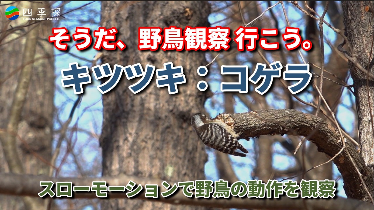 【野鳥観察】コゲラは身近なキツツキ｜スローモーションで贈るコゲラの野鳥観察｜世界的には日本周辺しか分布していないコゲラ｜【日本の野鳥】身近なキツツキことコゲラ　#コゲラ #キツツキ #野鳥