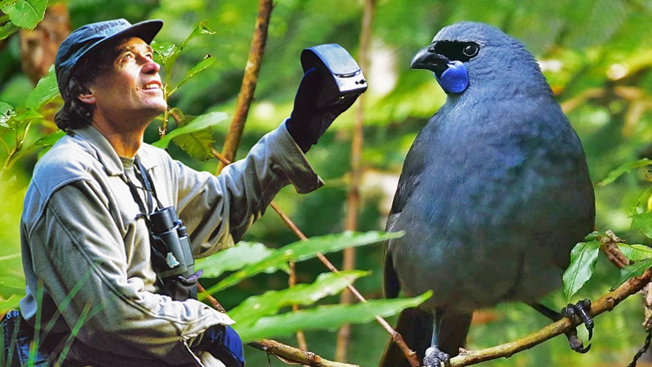 The Hunt for the Extinct Kōkako
