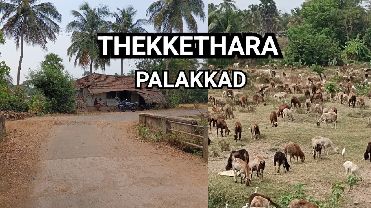 Sai BABA Temple | Thekkethara village | Palakkad