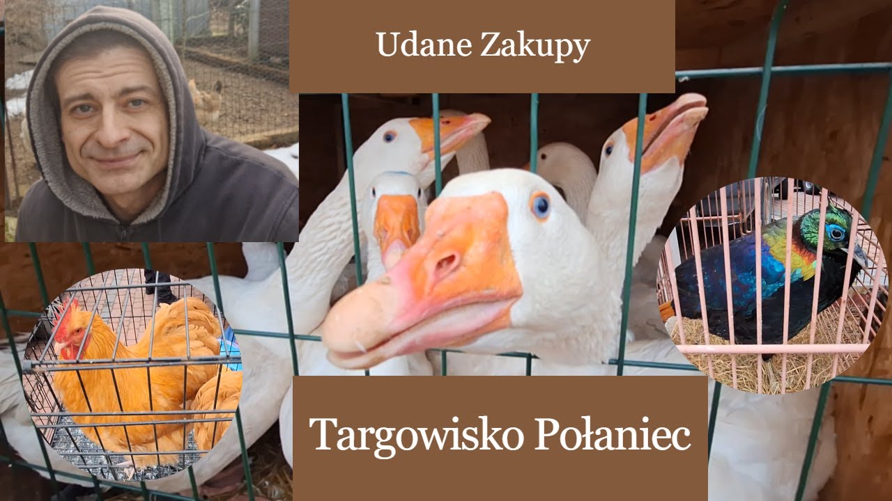 Targ Połaniec kupiłem dwie kury #kurnik #giełda #gołebie #króliki 26.01.2025