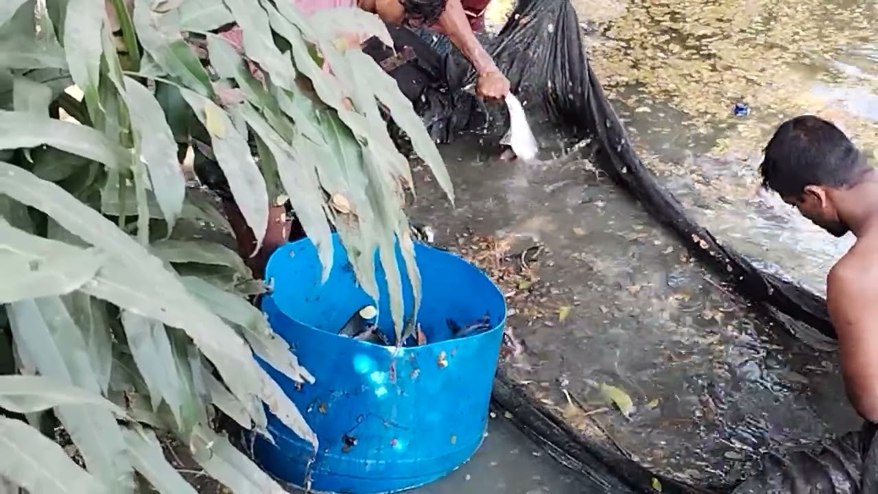 প্রিয় শ্রোতা গ্রামের প্রকৃতিক দৃশ্য দেখার আমন্ত্রণ রহিল।#Nature village#style. 