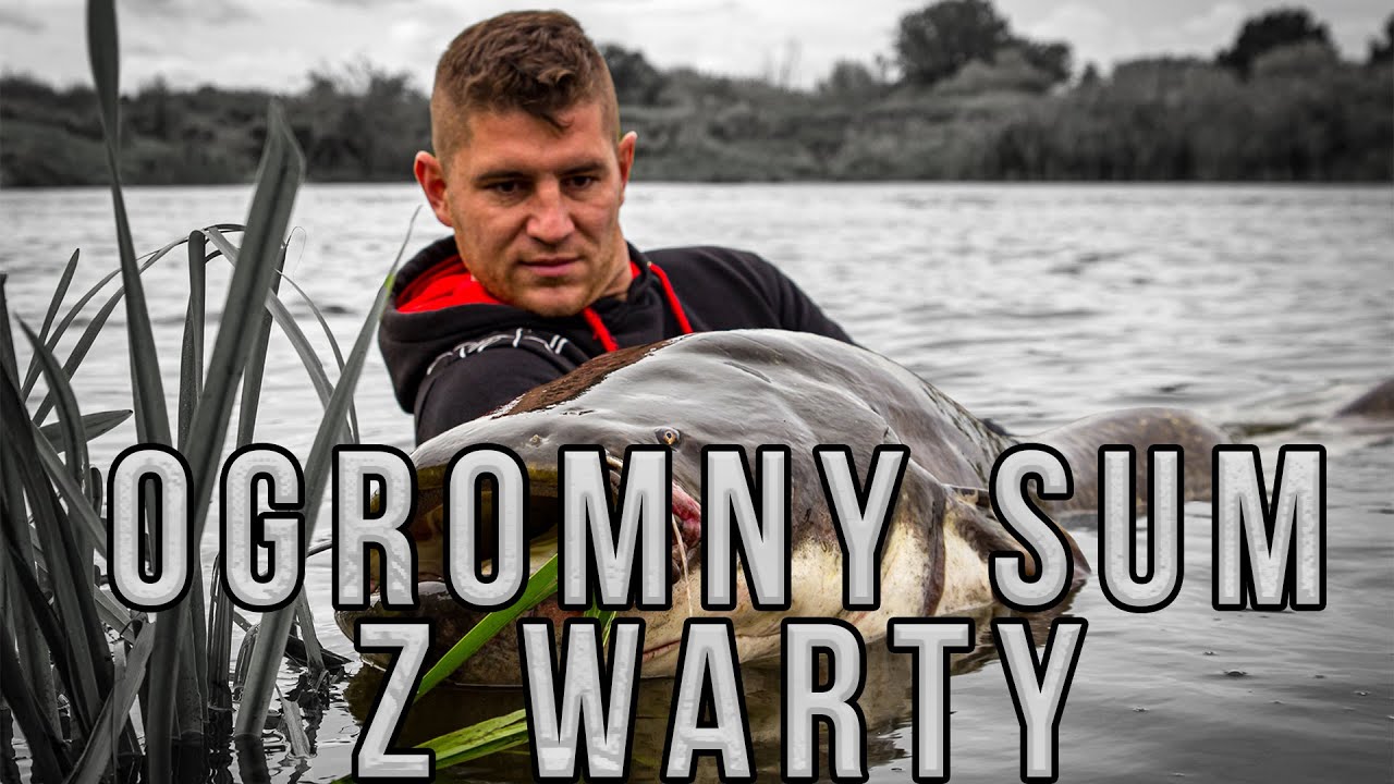 Sumowe Wyprawy // Jesienny Gruby Sum z Warty // Wędkarstwo Sumowe