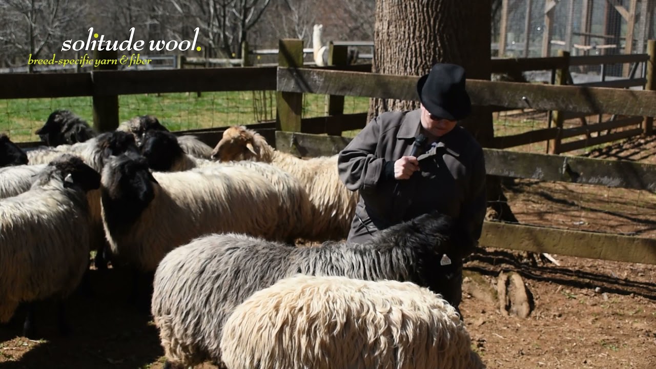 The Roving Reporter gets Karakul sheep to tell all in exclusive interview