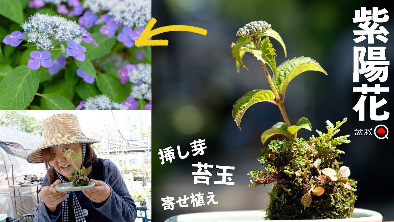 【紫陽花】小さいアジサイを飾ろう！選び方、寄せ植え、苔玉、挿し芽の方法！【盆栽Q】