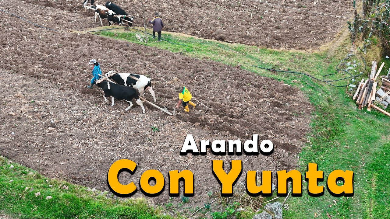 Así se siembra en el Campo 🐂