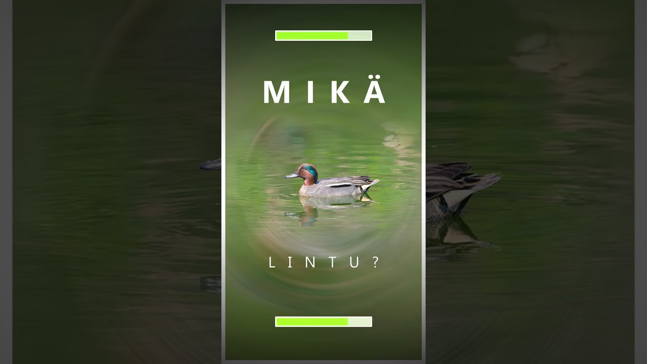 LINTUVISA: Vesilinnut #lintu #opetus #testi #biologia