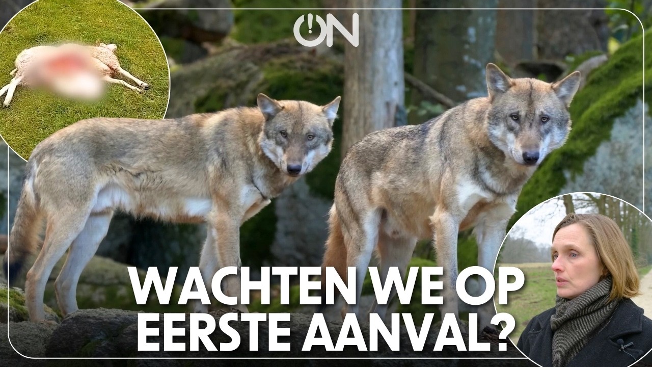 Wolf rukt op in Nederland: wachten we op een aanval op mensen?