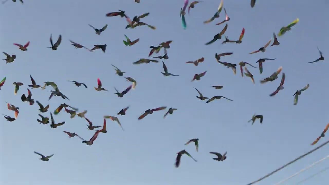 Palomos deportivos de la sociedad Loma de Murcia
