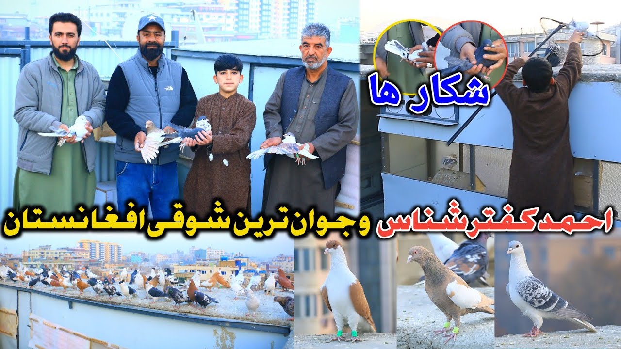 جوان ترین شوقی افغانستان و خلیفه احمد کفتر شناس |شکار ها |The Youngest Pigeon Fancier in Afghanistan