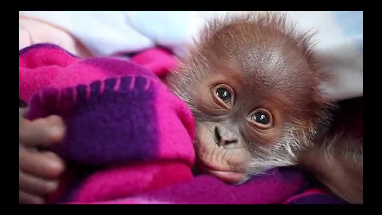 Baby Orang-Utan Rieke hat Schluckauf