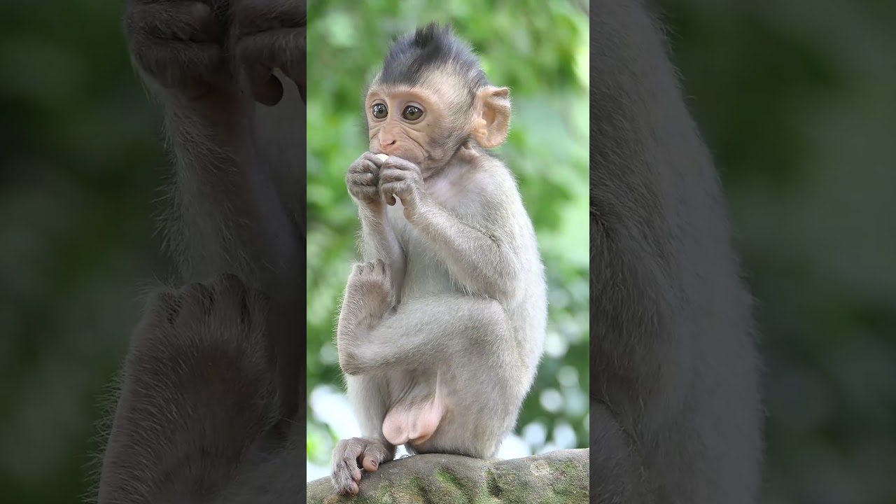 Wonderful Baby Monkey Cinn.