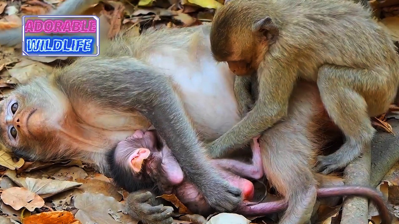 Adorable Wildlife Mommy Monkey Trying Hard To Hug and Nurse Newbon Baby