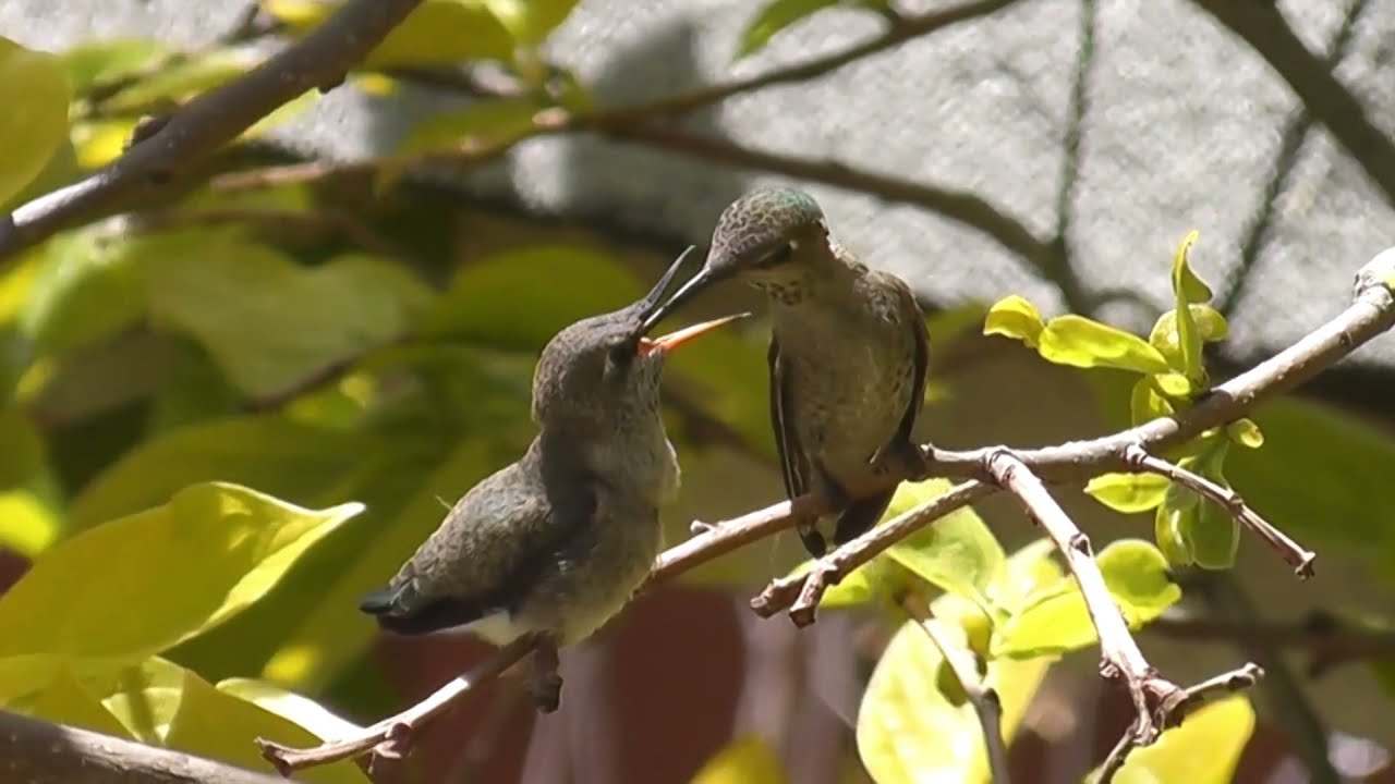 Hummingbird Diary Ep19:  new life experience