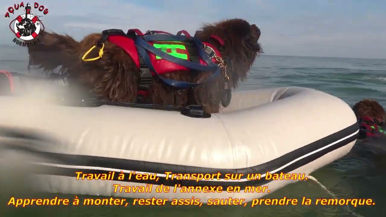 Entraînement du 28 septembre #chien#newfoundland#sauvetage#ocean#rescue#Terre-Neuve#mer