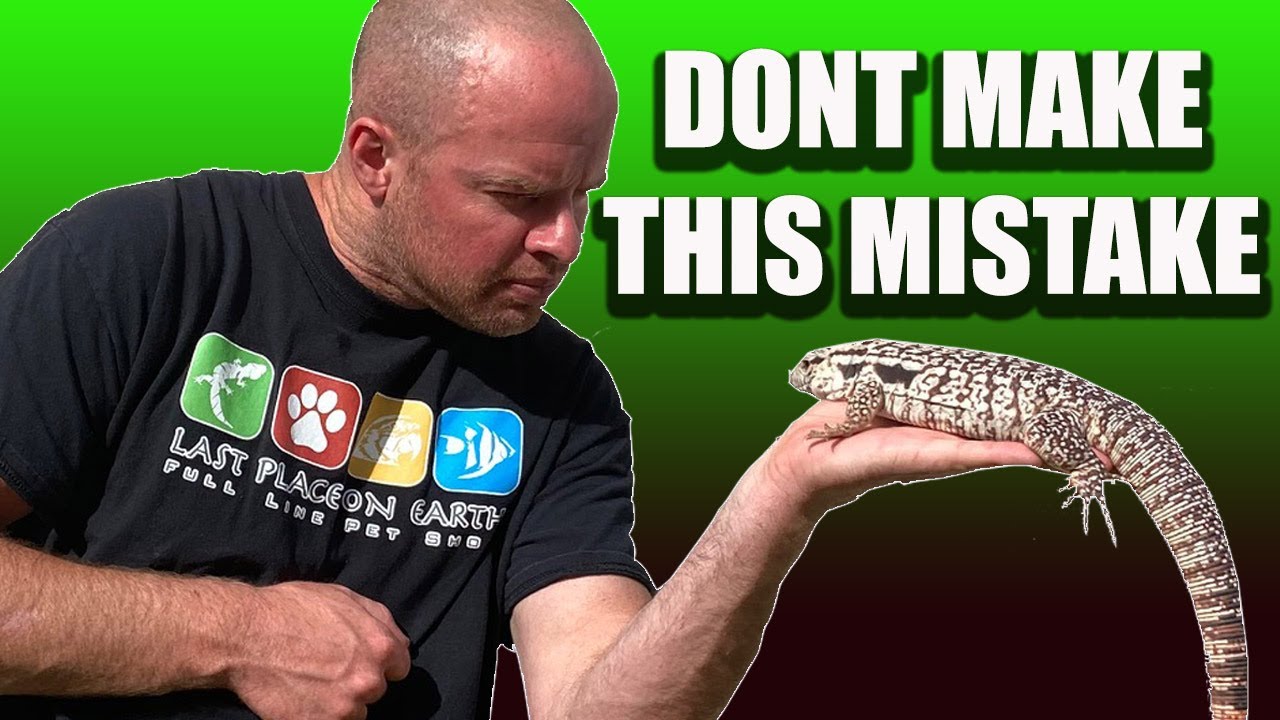 Tegu Lizard Socializing | Don't make this mistake