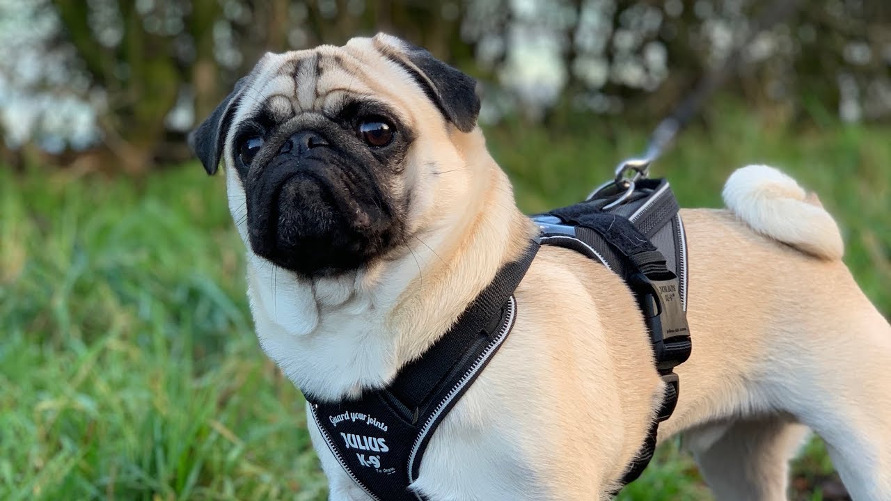 Julius-K9 IDC Longwalk Harness Review - The Best Pug Harness?!!