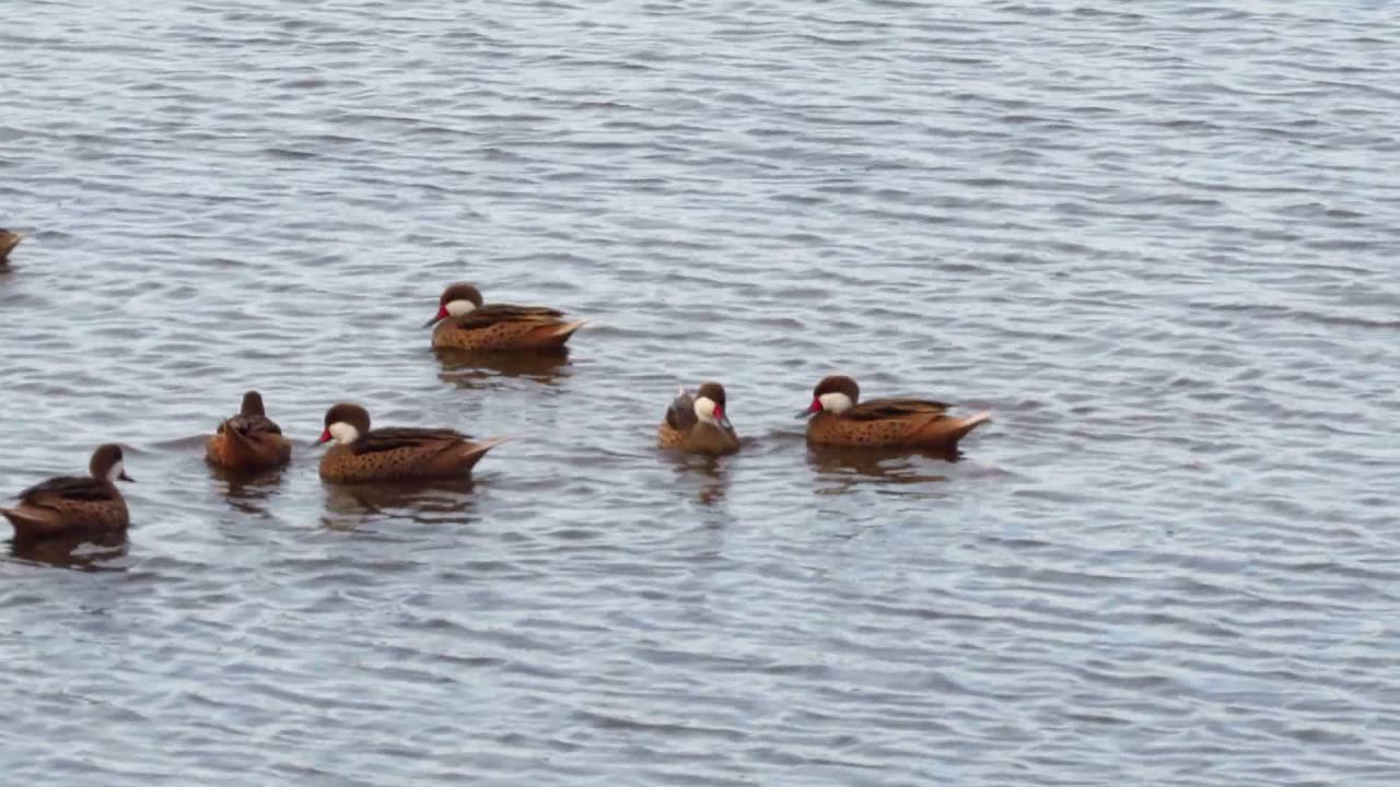 Pato gargantillo (Anas bahamensis)