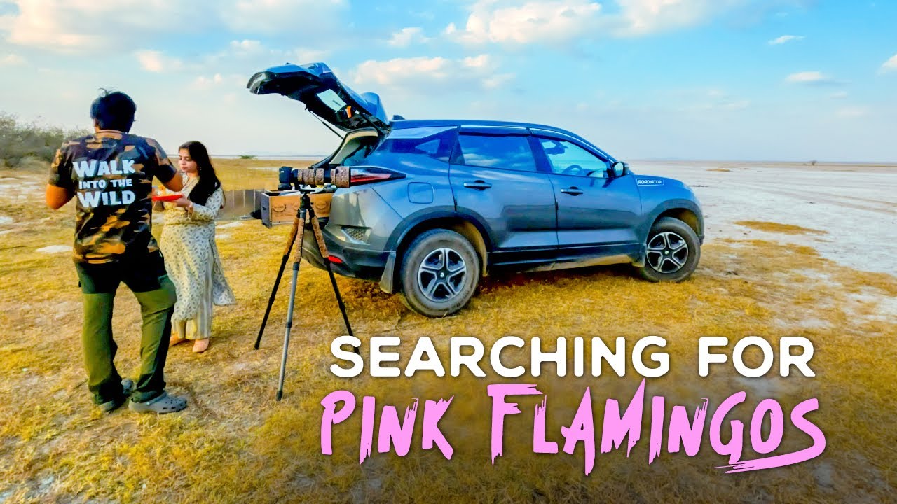 EP 03 Sambhar Salt Lake, Rajasthan 2023 - Finding Pink Flamingos 4K Video Hindi | हिन्दी