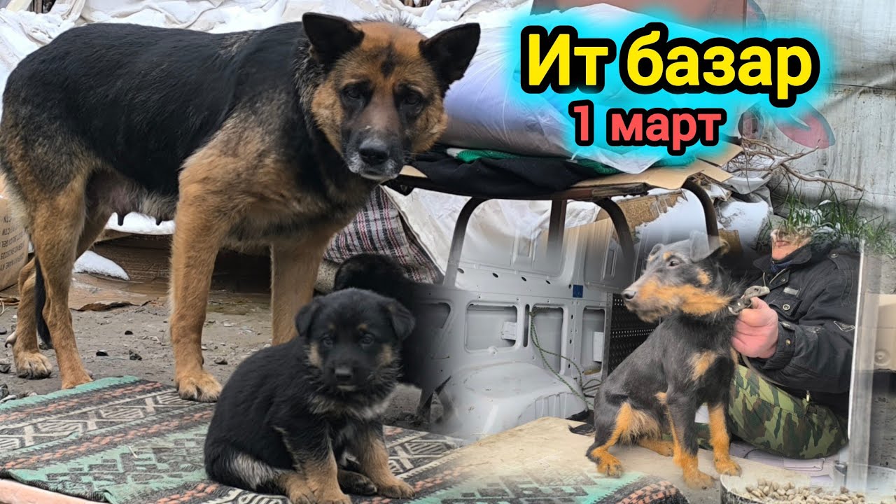 Ит базар. Дратхар, овчарка, коен, ветеринардык дарылар #итбазар #малбазар #жаймабазар 