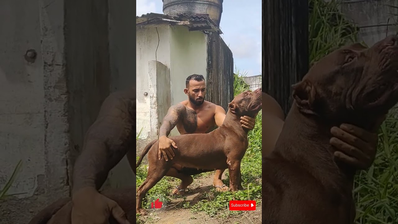 pitbull best dog 🔥 #pitmonsters