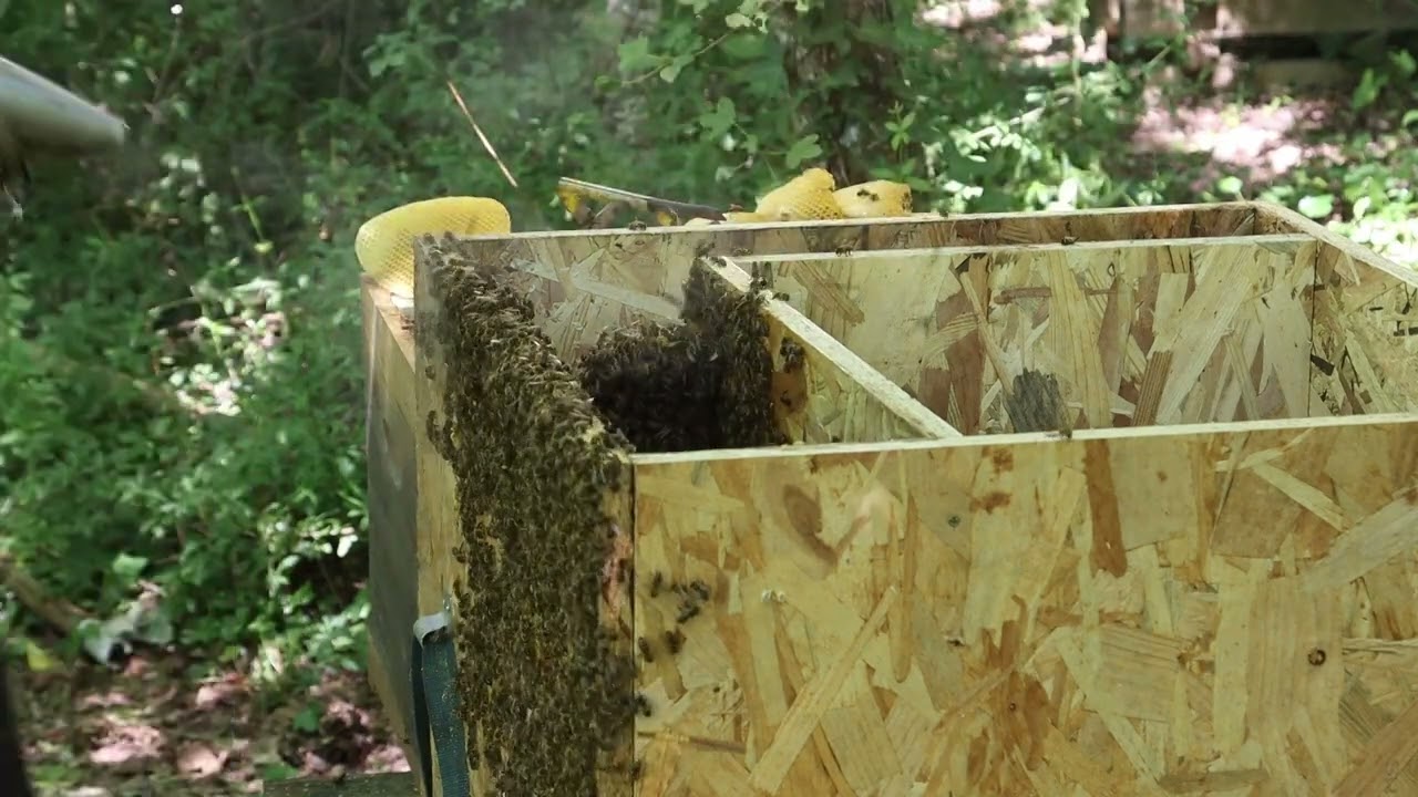 Transfert d'un essaim d'abeille, depuis un nichoir à chouette vers une ruche.
