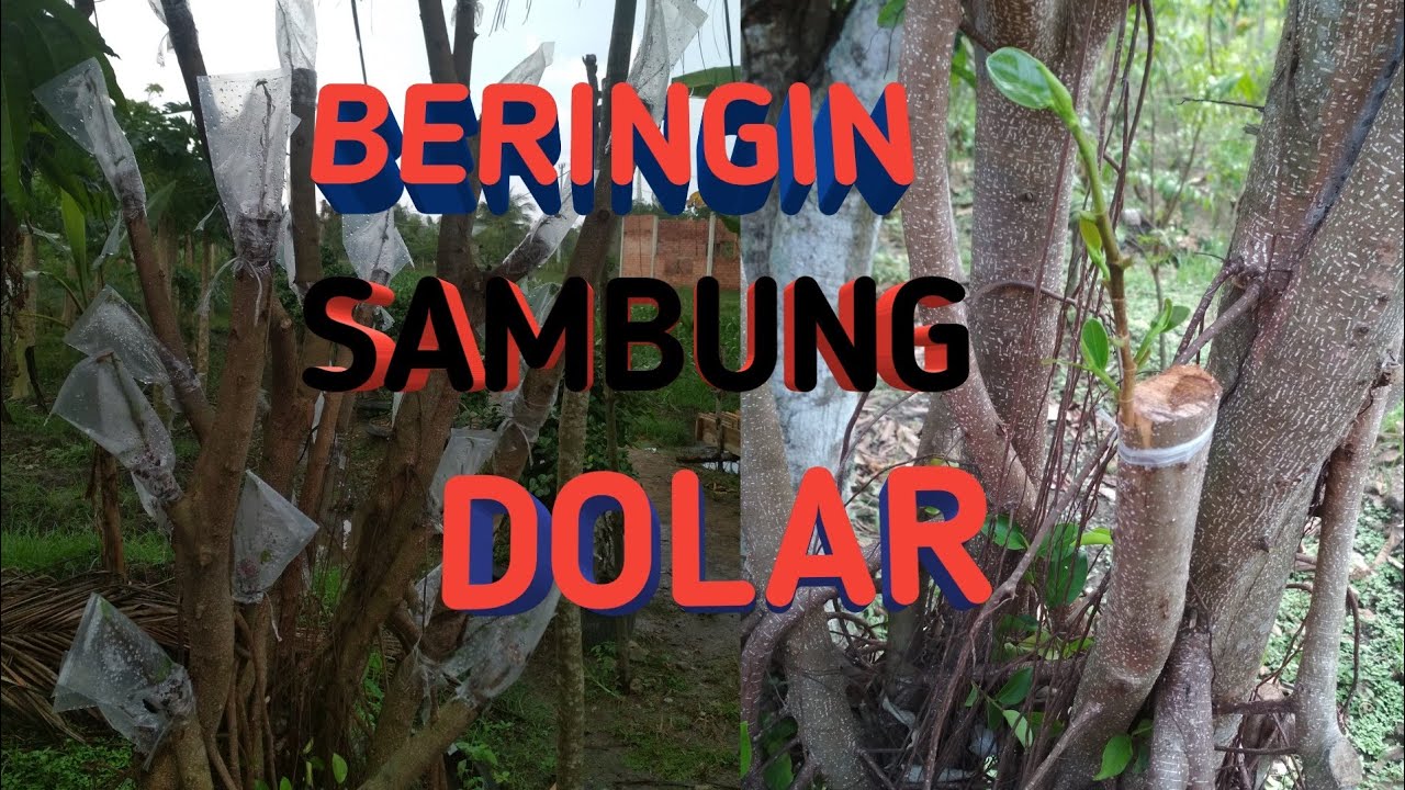 CARA SAMBUNG BERINGIN (IPRIK) DENGAN DOLAR AGAR BERHASIL