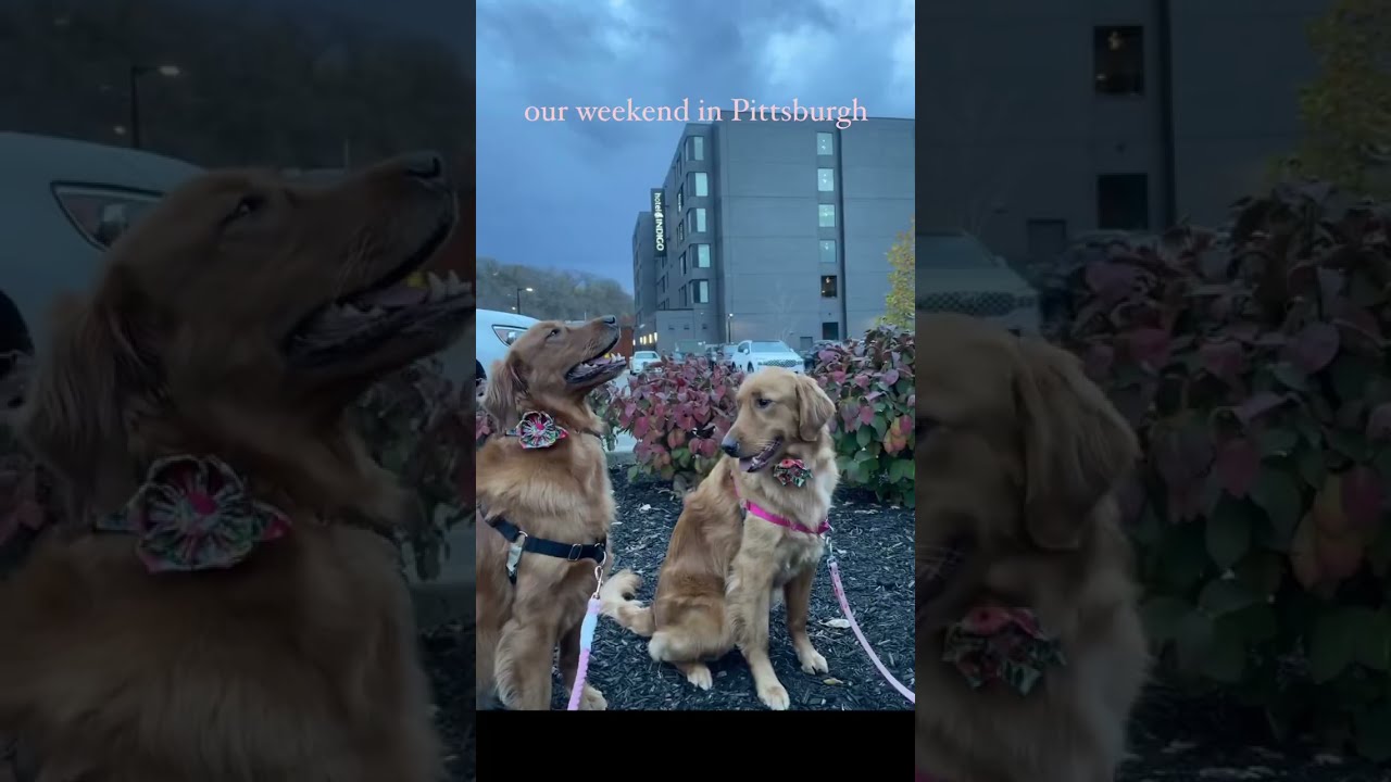 Dog Friendly Hotel Stay for a Weekend in Pittsburgh