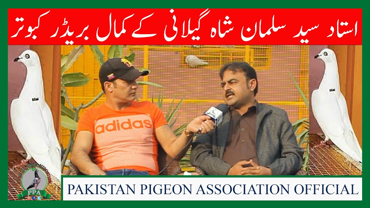 Ustad Syed Salman Shah Gillani Kay Low Flying Pigeons Or Kamal Ki Information Watc Ih HD Urdu/Hindi
