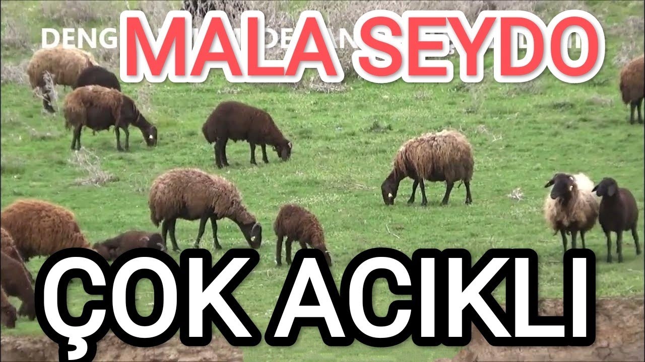 MALA BIŞARE SEYDO dengbej MEMEDE PANİYE (ağıt)
