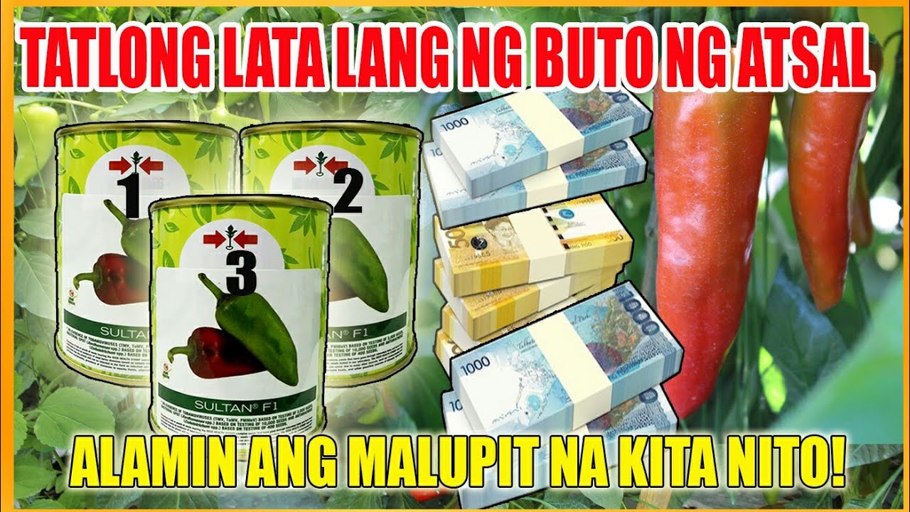 ATSAL/ SWEET PEPPER HARVEST | ALAMIN ANG MALUPIT NA KITA NITO | EDLAY FARM