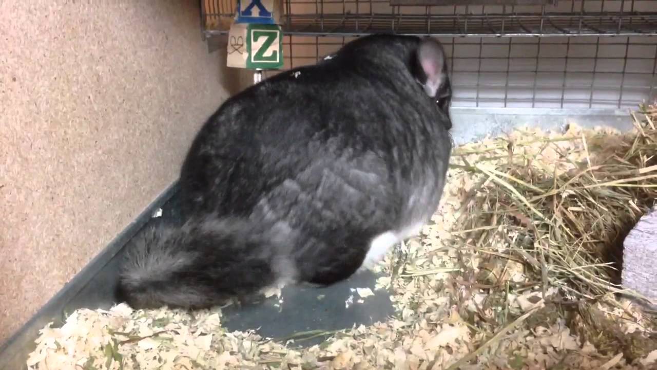 Standard gray chinchilla getting ready to give birth