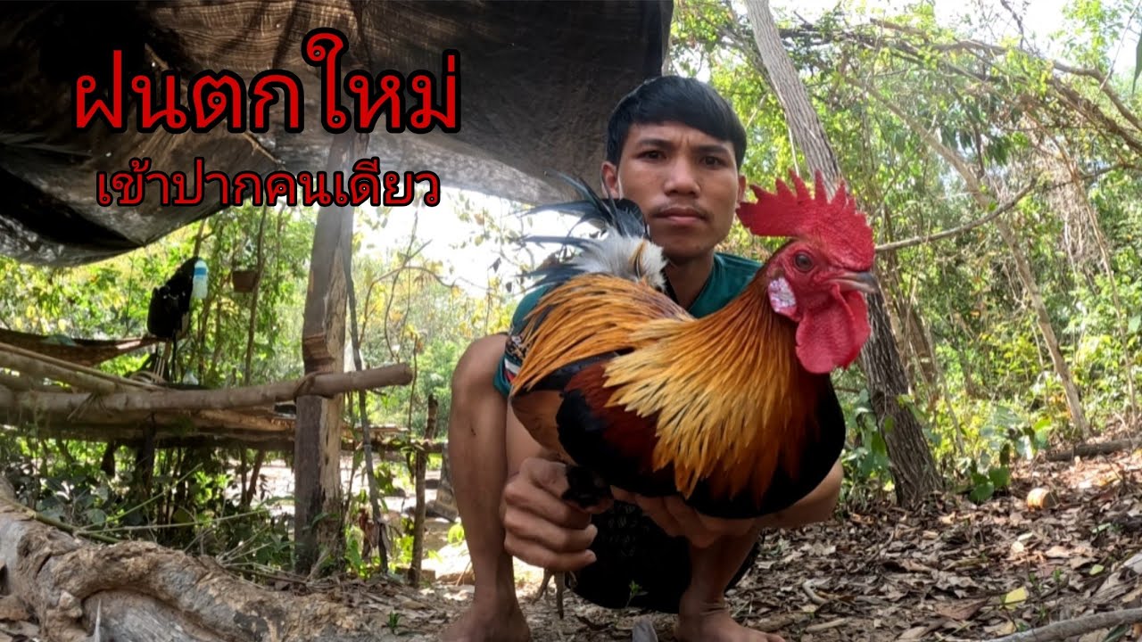 ฝนตกใหม่เข้าป่าคนเดี่ยว/ຝົນຕົກໃຫ່ມເຂົາປ່າຄົນດຽວ