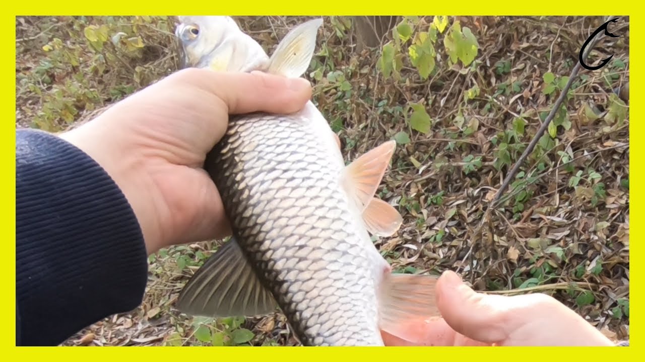 Ultra light winter chub spinning with soft lure on a small river- Ultralight chub river jigging