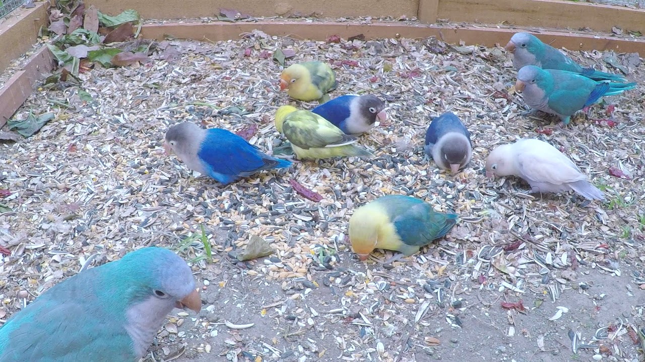Lovebirds Activity -Meal Time and Play 牡丹鸚鵡飯時間