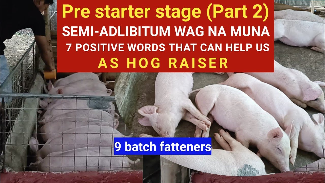 Pre starter stage (Part 2) Semi-adlibitum Wag na muna l Dodong Villaran