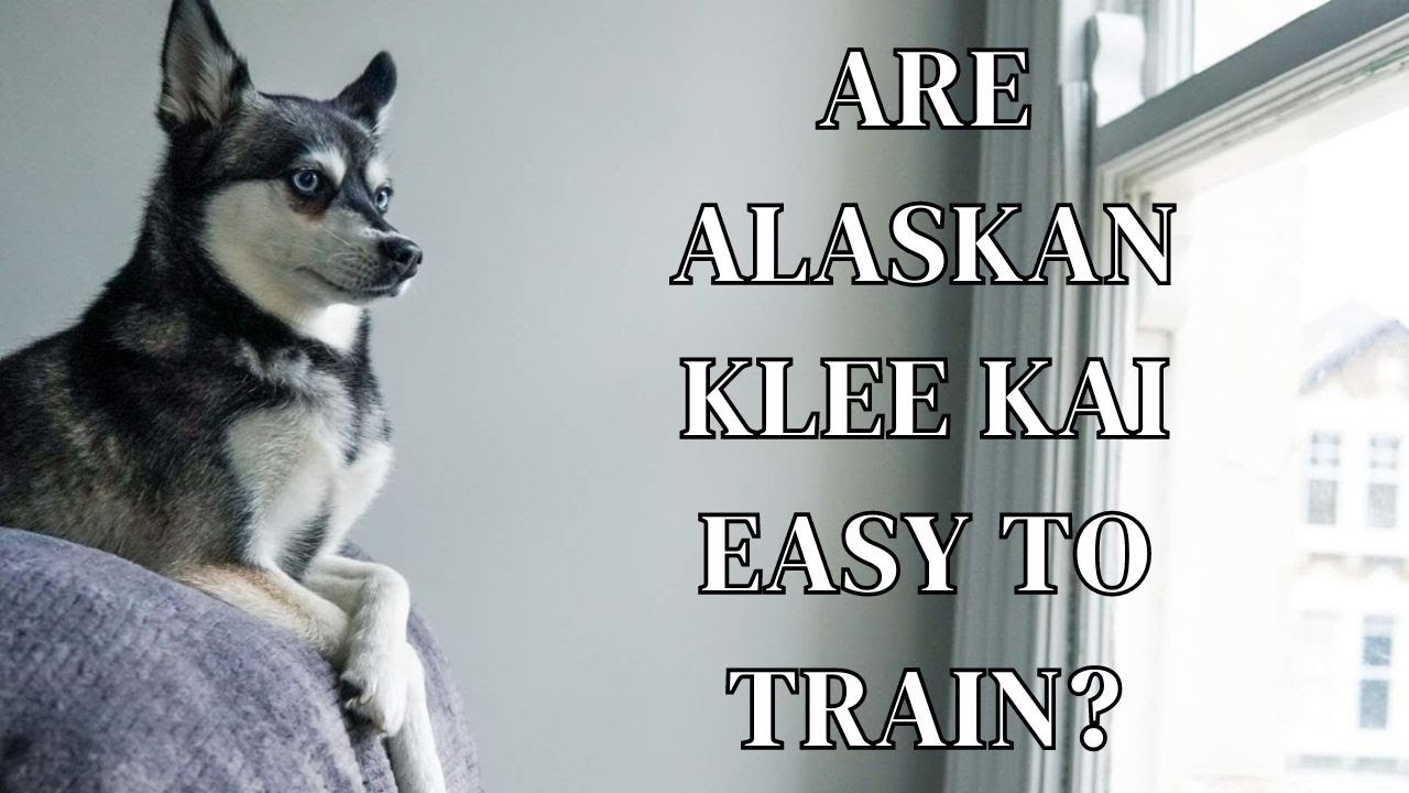 Are Alaskan Klee Kai Easy To Train?