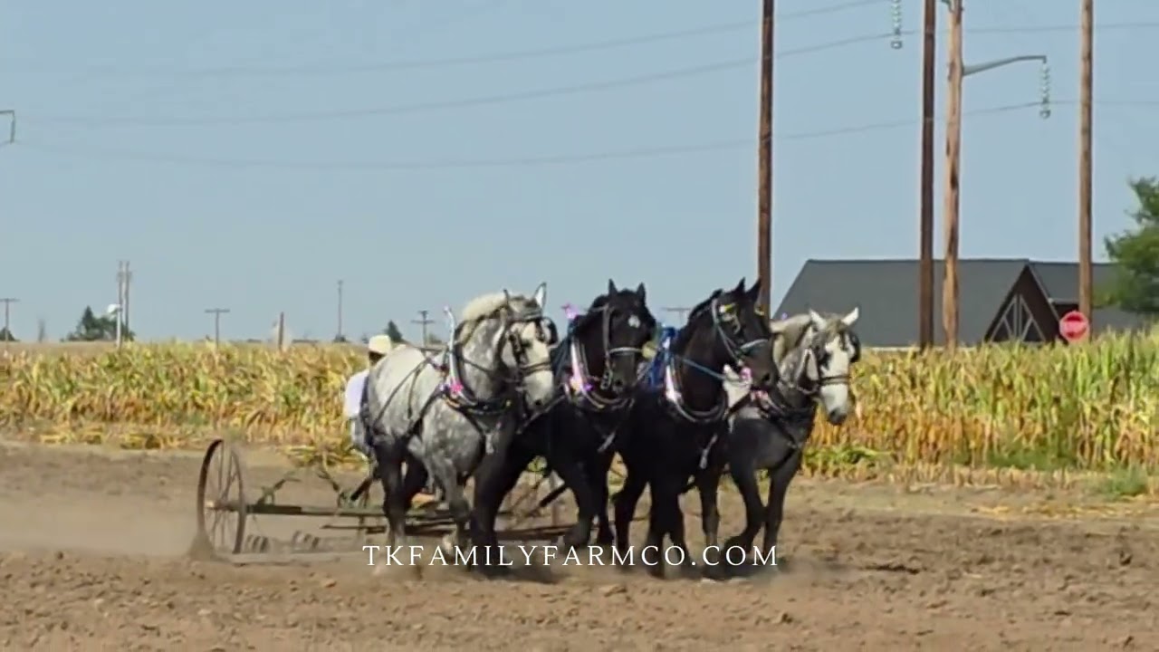 Old Thresher Days 2025