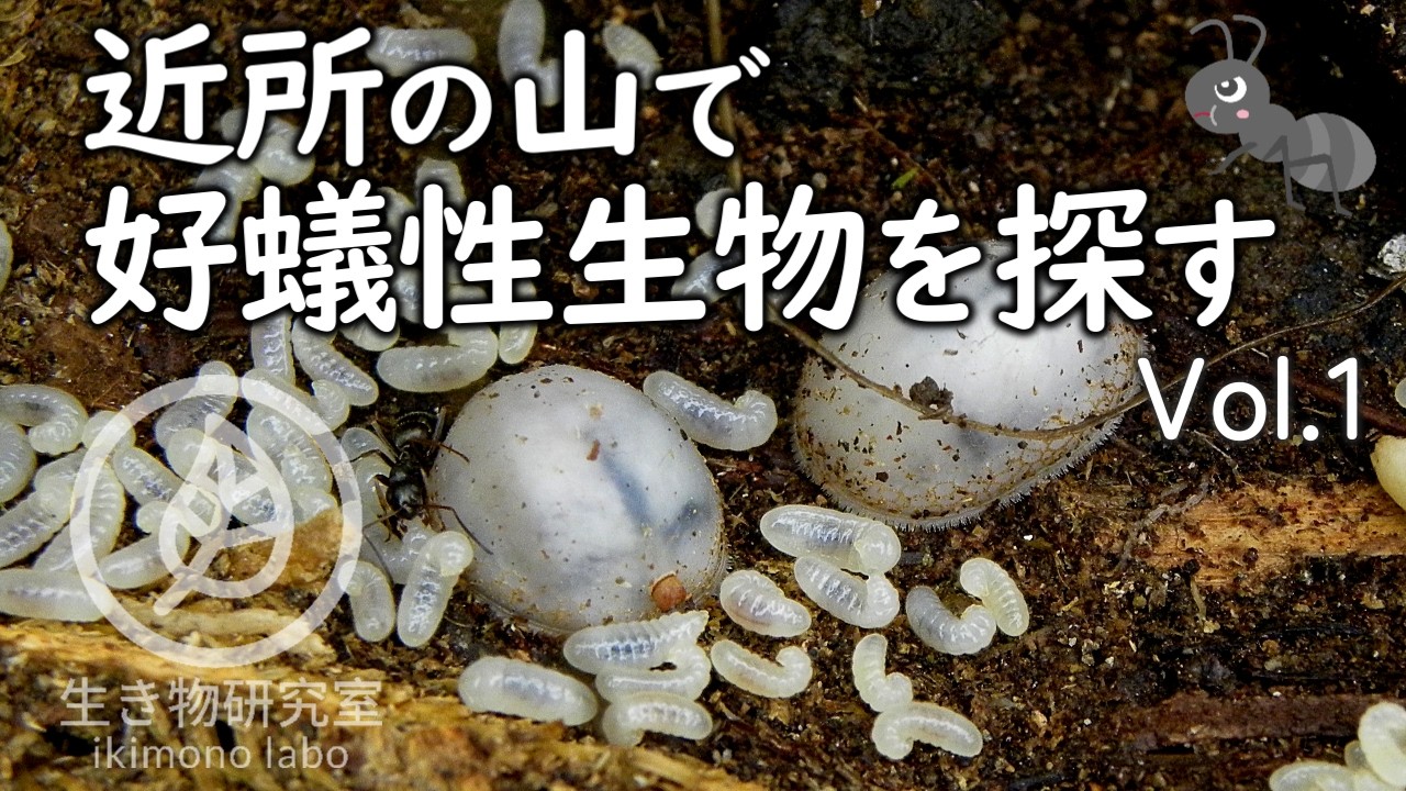 アリの巣に住む奇妙な生き物たち【近所の山で好蟻性生物を探すvol.1】　#北海道の生き物 #蟻 #北海道の昆虫