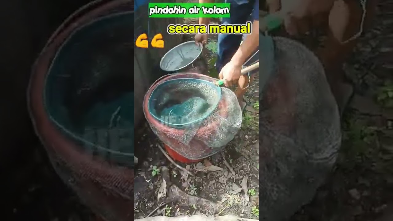 PINDAHIN AIR DARI KOLAM KE KOLAM #shortas #bioflok #kolamterpal #ternakikan #kolamlele