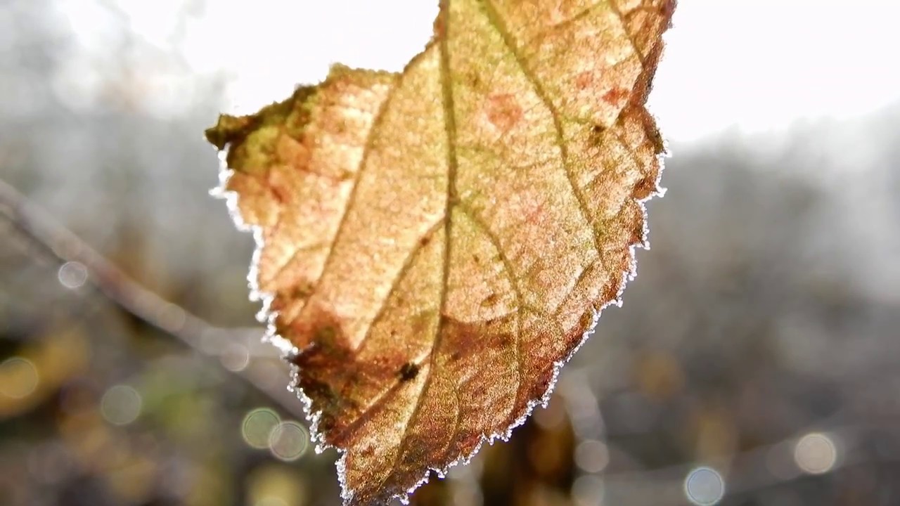 Nikon Coolpix A900 4K Video samples