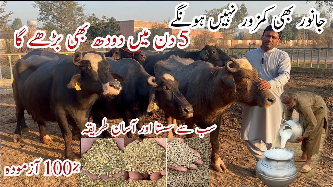 Переработка коровьего молока доктором Бурханом Азамом Рана ll Лучшая формула TMR #корова #буйволица