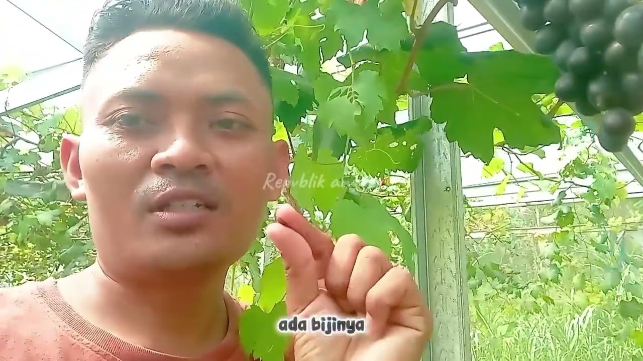 Anggur hitam jenis black jumbo #anggur import