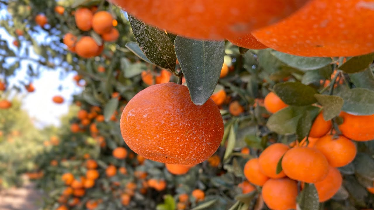 Trabajo en California, pizca de mandarina