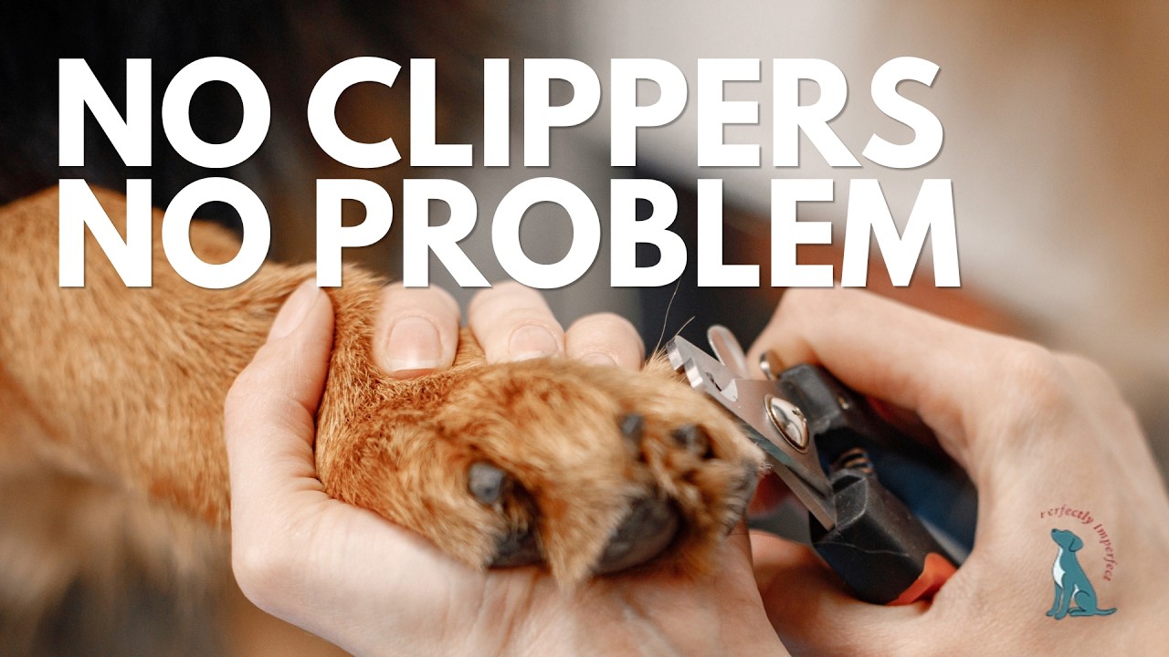 Keeping your dogs back claws maintained WITHOUT nail clippers