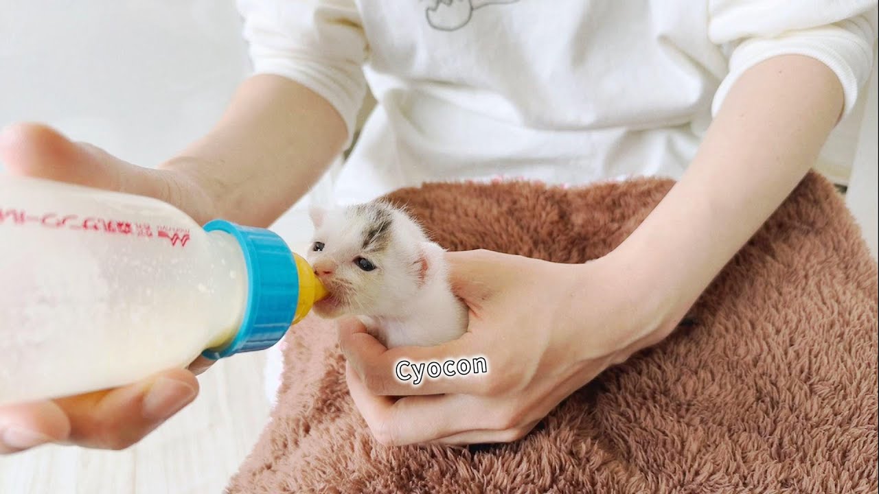 子猫たち同士がじゃれるとジィ～っと釘付けになるのだろうか？！ミルクの量が日に日に増える！【保護猫生活2日目】