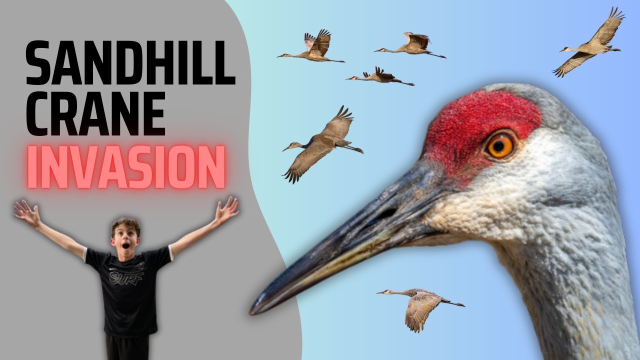 Lodi Sandhill Crane Festival